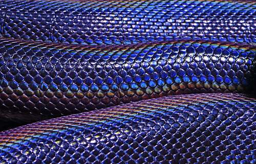 cairns aquarium blue and purple snakeskin australia